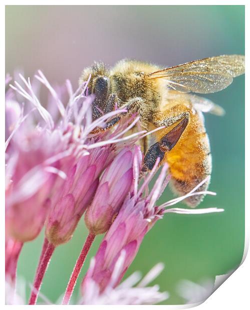 Honey Bee on Joe Pye Weed Print by Jim Hughes