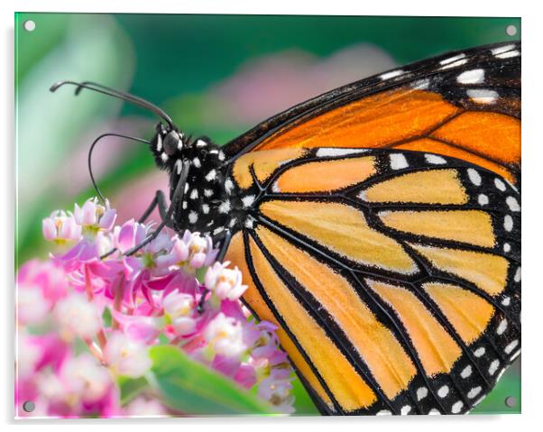 Monarch Butterfly on Milkweed Acrylic by Jim Hughes