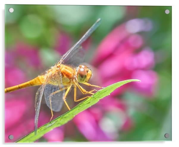 Skimmer dragonfly and Monarda Acrylic by Jim Hughes