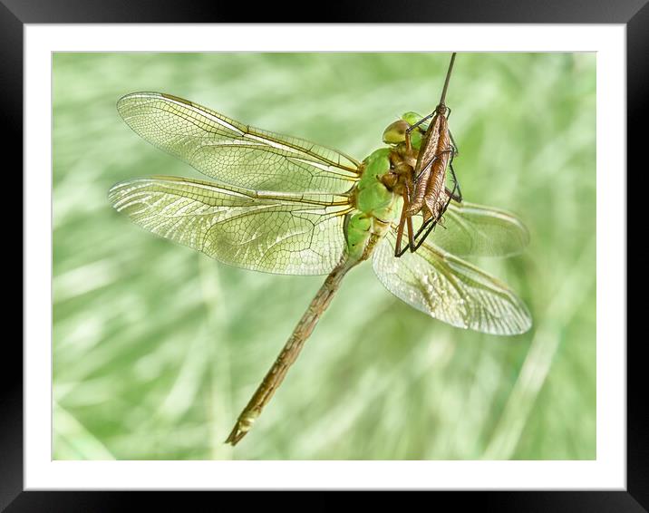 Green Darner In The Sun Framed Mounted Print by Jim Hughes
