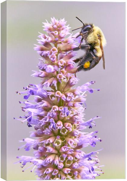 Bumblebee on Blue Giant Hyssop Canvas Print by Jim Hughes
