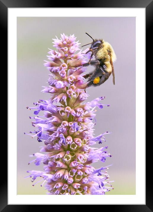 Bumblebee on Blue Giant Hyssop Framed Mounted Print by Jim Hughes