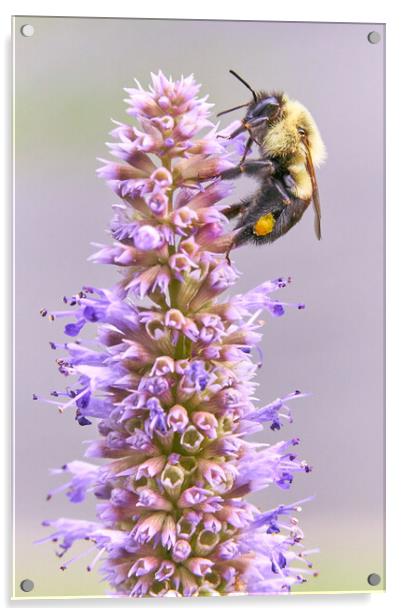 Bumblebee on Blue Giant Hyssop Acrylic by Jim Hughes