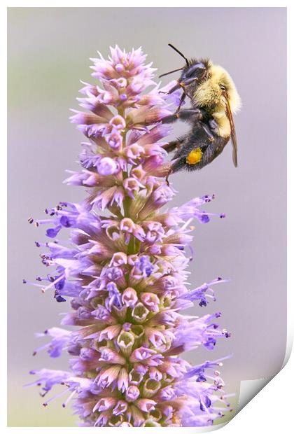 Bumblebee on Blue Giant Hyssop Print by Jim Hughes