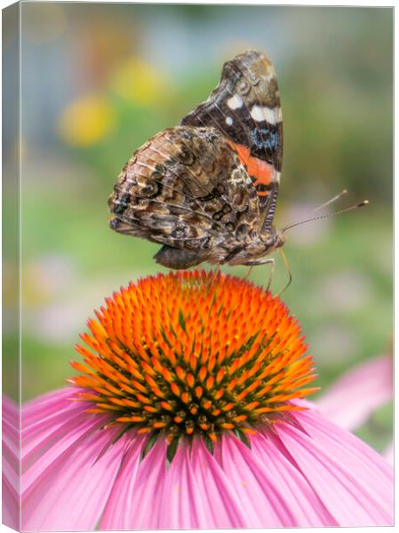 Red Admiral butterfly on coneflower Canvas Print by Jim Hughes