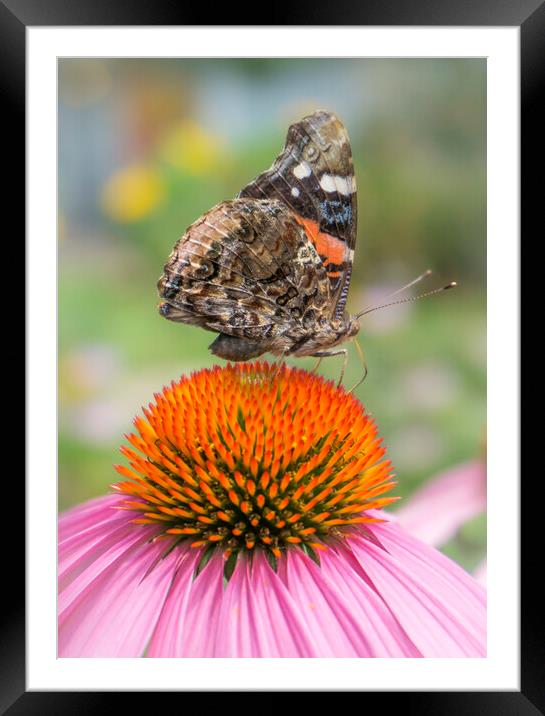 Red Admiral butterfly on coneflower Framed Mounted Print by Jim Hughes