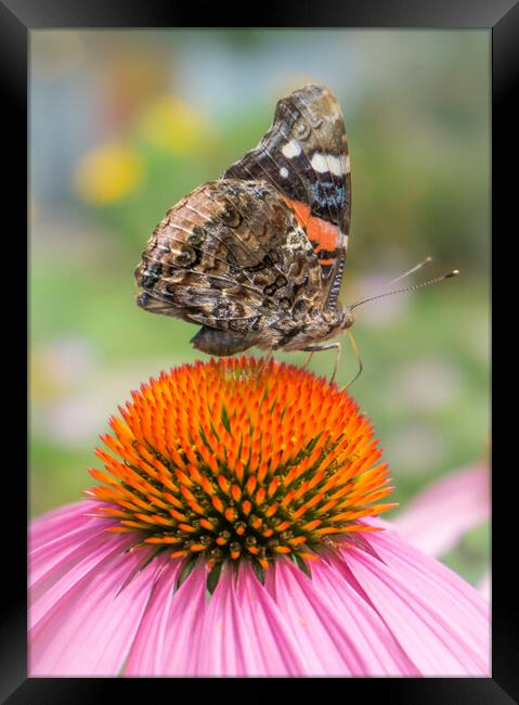 Red Admiral butterfly on coneflower Framed Print by Jim Hughes