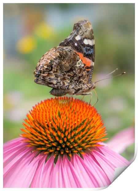 Red Admiral butterfly on coneflower Print by Jim Hughes