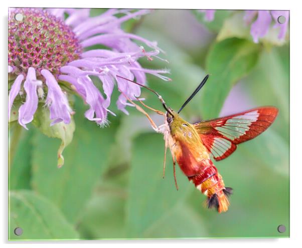 Hummingbird Moth Acrylic by Jim Hughes