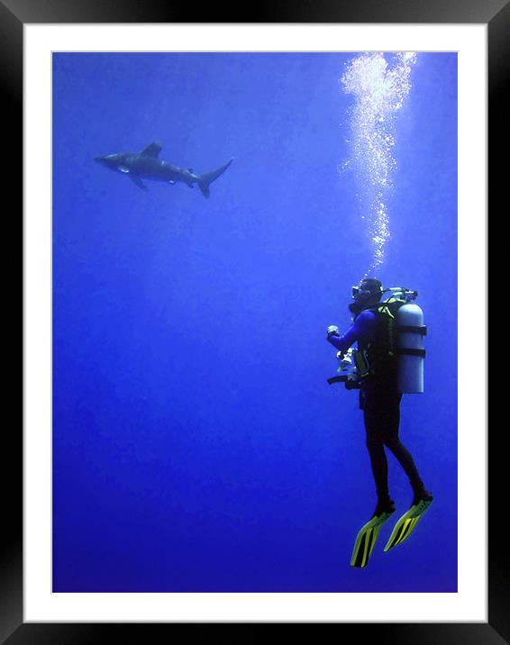 Watching the Oceanic Whitetip Shark Framed Mounted Print by Serena Bowles