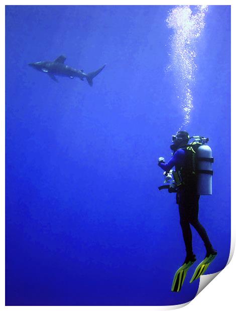 Watching the Oceanic Whitetip Shark Print by Serena Bowles