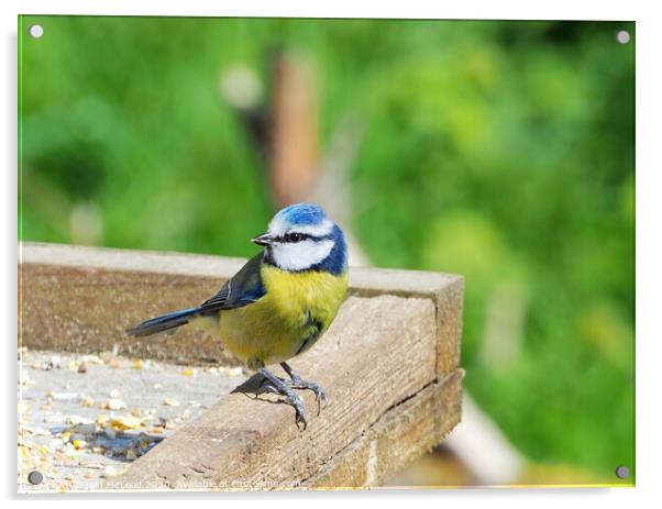 A Blue Tit on a wooden feeding table. Acrylic by Iain McLeod