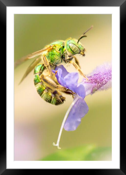 Brilliant Green Bee Framed Mounted Print by Jim Hughes
