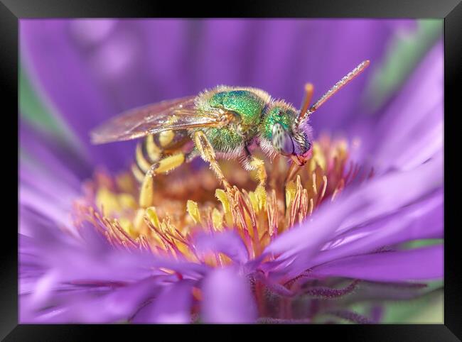 Metallic Green Halactid bee  on Aster Framed Print by Jim Hughes