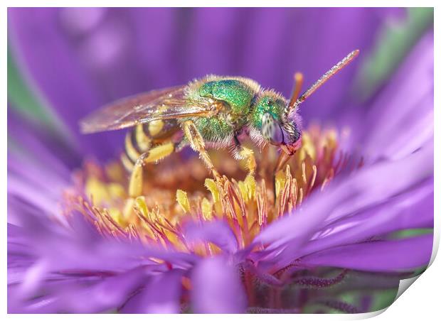 Metallic Green Halactid bee  on Aster Print by Jim Hughes