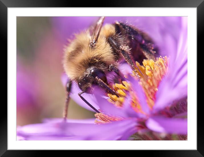 Bumble Bee on Aster Framed Mounted Print by Jim Hughes