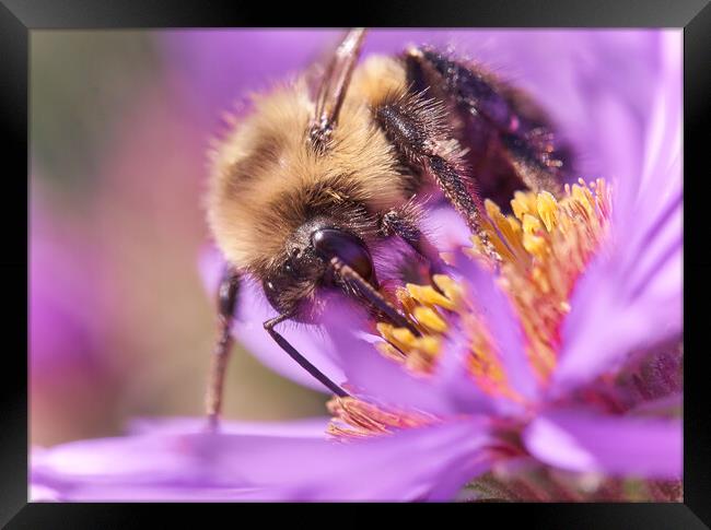 Bumble Bee on Aster Framed Print by Jim Hughes