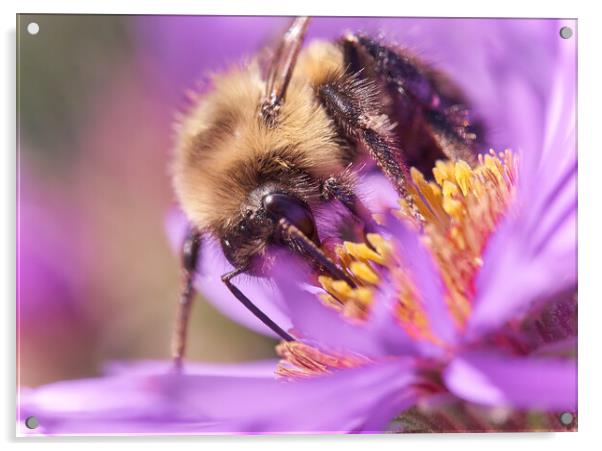 Bumble Bee on Aster Acrylic by Jim Hughes