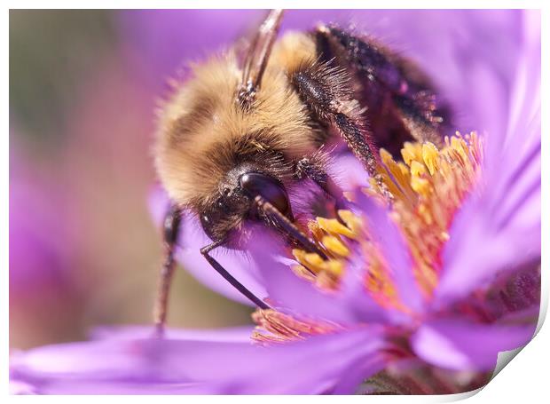 Bumble Bee on Aster Print by Jim Hughes