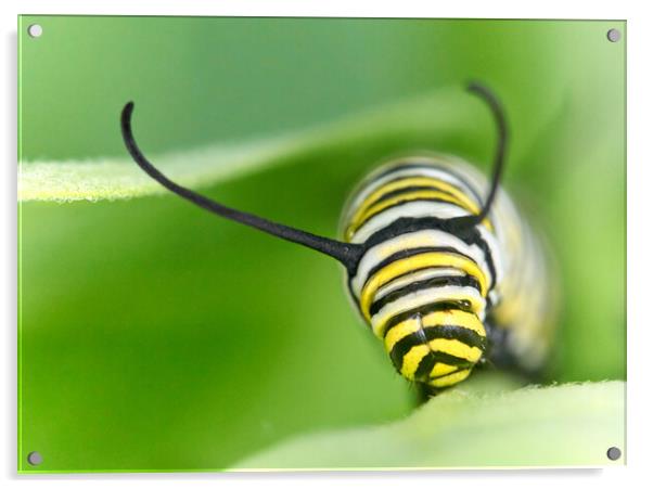 Monarch Caterpillar on milkweed Acrylic by Jim Hughes