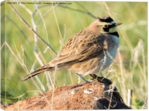 Horned Lark Canvas Print by Mike Dawson