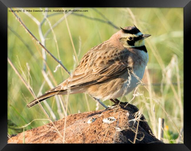 Horned Lark Framed Print by Mike Dawson