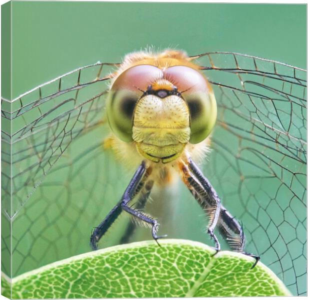 Dragonfly Face Canvas Print by Jim Hughes