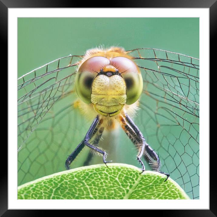 Dragonfly Face Framed Mounted Print by Jim Hughes