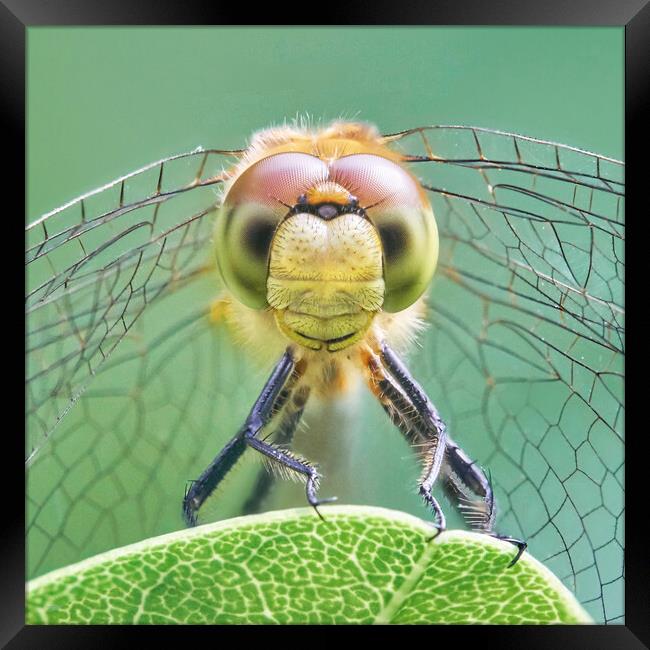 Dragonfly Face Framed Print by Jim Hughes