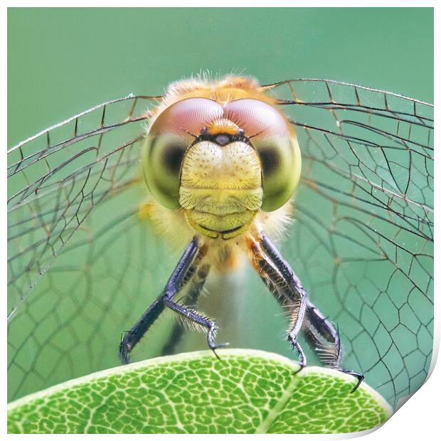 Dragonfly Face Print by Jim Hughes