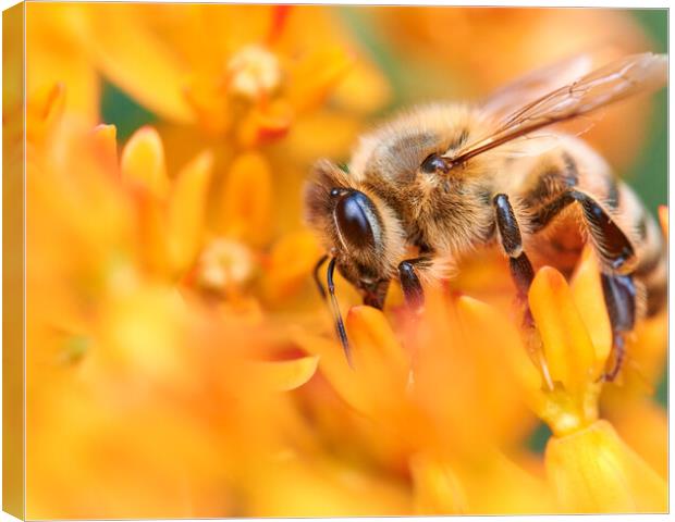 Honeybee In A World Of Orange Canvas Print by Jim Hughes