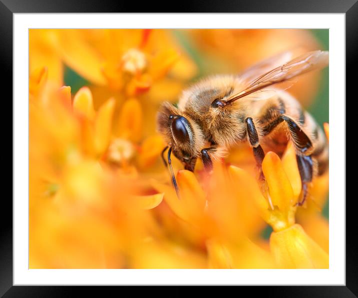 Honeybee In A World Of Orange Framed Mounted Print by Jim Hughes
