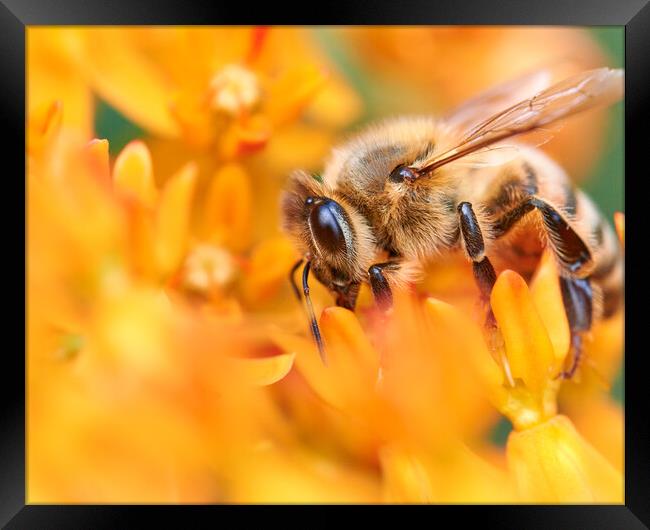 Honeybee In A World Of Orange Framed Print by Jim Hughes
