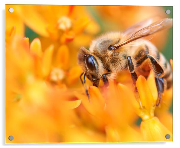 Honeybee In A World Of Orange Acrylic by Jim Hughes