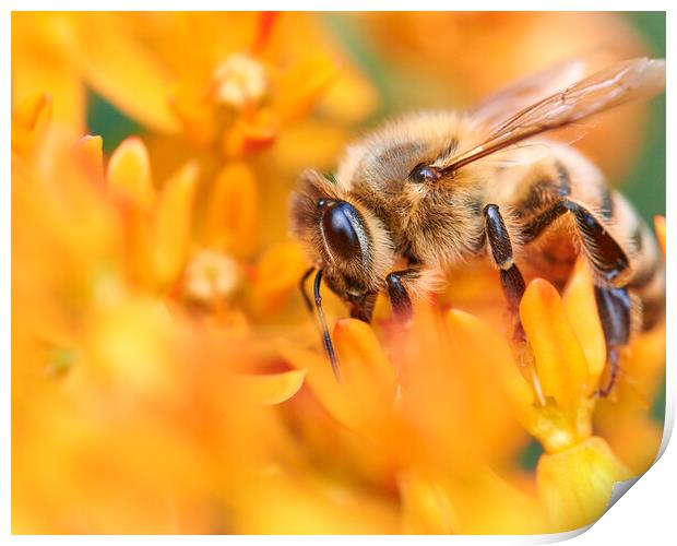 Honeybee In A World Of Orange Print by Jim Hughes