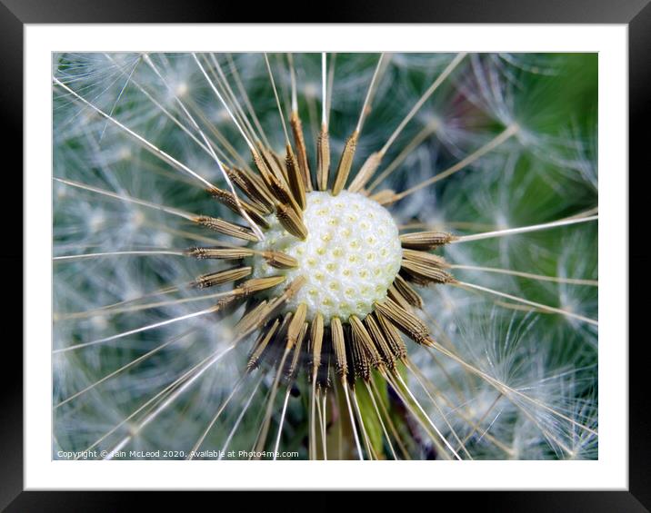 Plant flower Framed Mounted Print by Iain McLeod