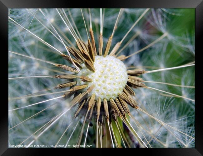 Plant flower Framed Print by Iain McLeod