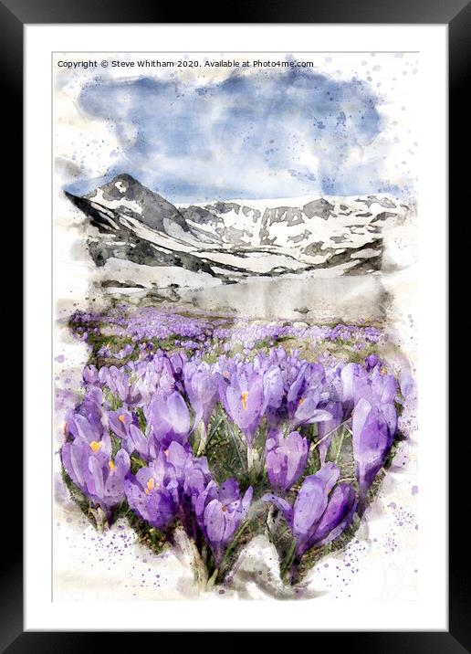 The awakening of spring. Framed Mounted Print by Steve Whitham