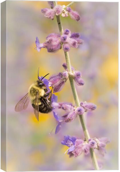 Bumble Bee on Russian Sage Canvas Print by Jim Hughes