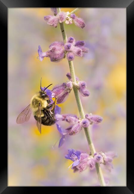Bumble Bee on Russian Sage Framed Print by Jim Hughes