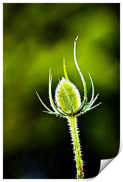 wild teasel Print by Doug McRae