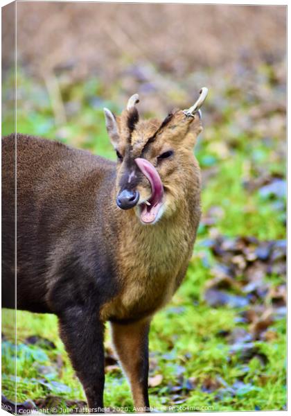 A fun photo of a Muntjac deer  Canvas Print by Julie Tattersfield