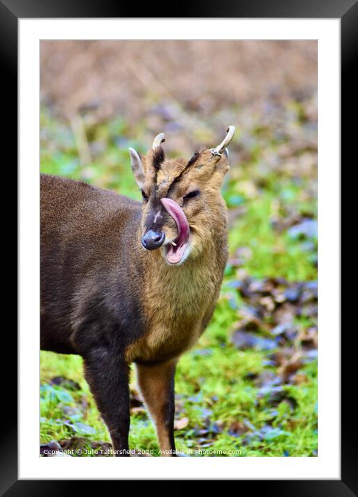 A fun photo of a Muntjac deer  Framed Mounted Print by Julie Tattersfield