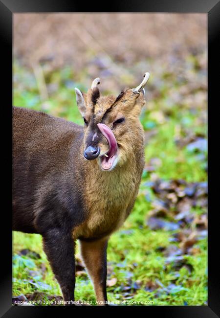 A fun photo of a Muntjac deer  Framed Print by Julie Tattersfield