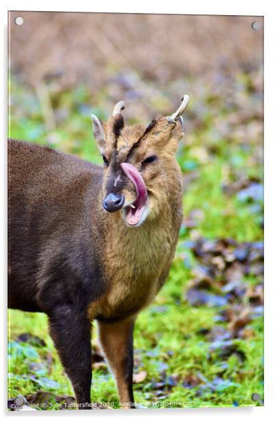 A fun photo of a Muntjac deer  Acrylic by Julie Tattersfield