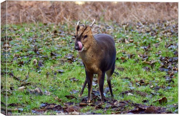A Muntjac deer in the forest Canvas Print by Julie Tattersfield