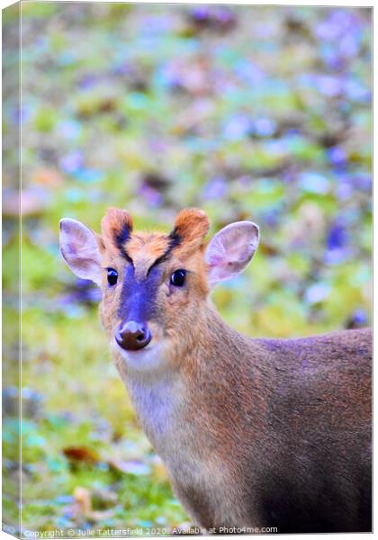 Look at my shiny nose! Canvas Print by Julie Tattersfield