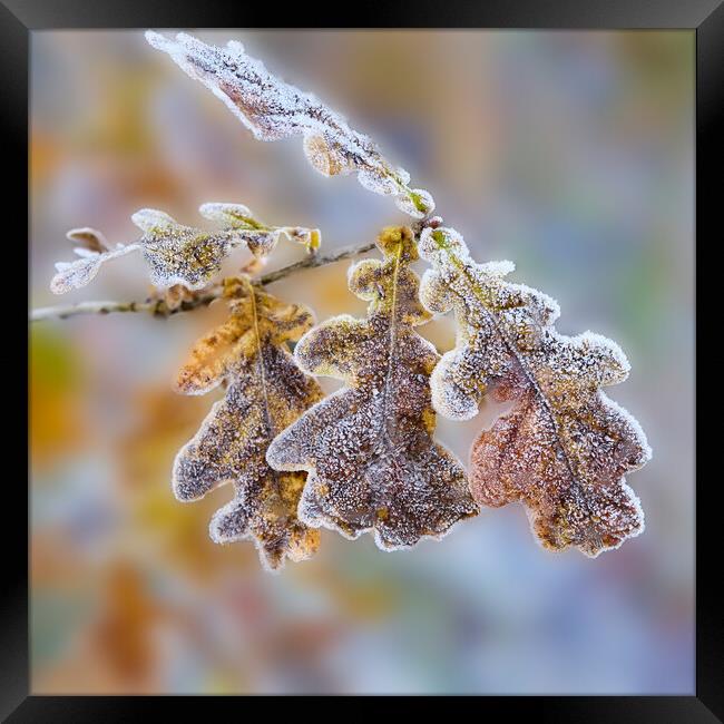 Frost covered Oak leaves Framed Print by Hugh McKean