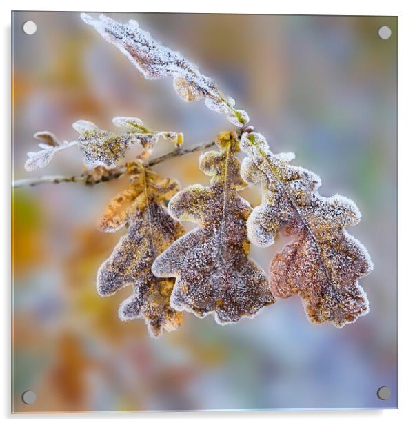 Frost covered Oak leaves Acrylic by Hugh McKean