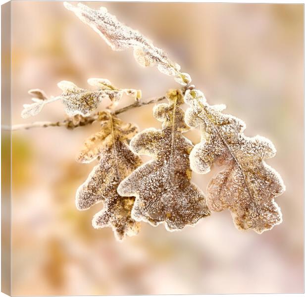 Frost covered Oak leaves Canvas Print by Hugh McKean